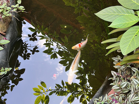 Hotel Posada Yolihuani主图