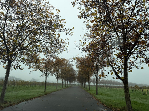 Stonestreet Winery-希尔兹堡必去景点