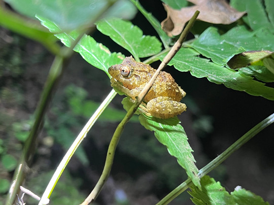 Finca Lantana Monteverde-彭塔雷纳斯必去景点