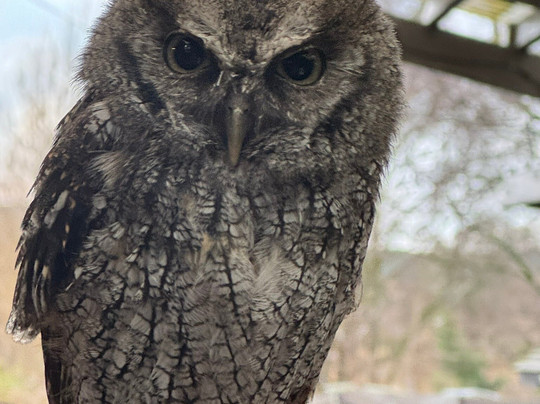 Kielder Water Bird of Prey Centre-Kielder必去景点