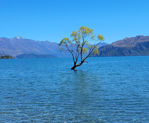 That Wanaka Tree-瓦纳卡必去景点