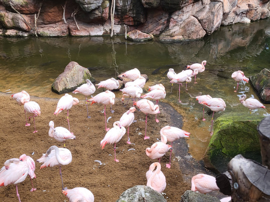 Bioparc Fuengirola-福恩吉罗拉必去景点