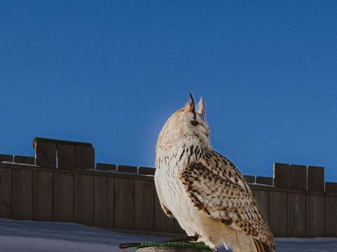 AdlerBühne Ahorn-玛莉霍芬必去景点