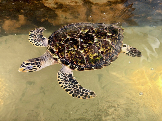 Induruwa Sea Turtle Conservation Project & Sea Turtle Information Center-因都鲁瓦必去景点
