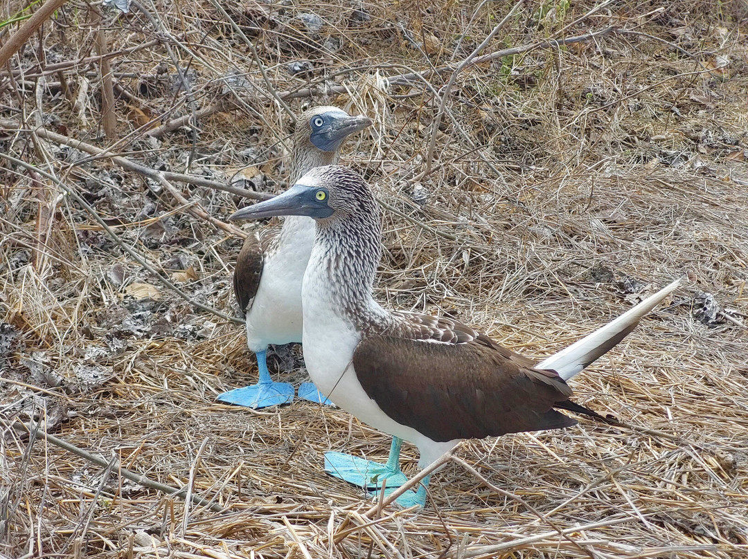 Isla de la Plata-Puerto Lopez必去景点