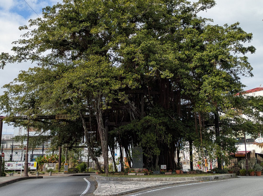 Nago Himpun Banyan Tree-名护市必去景点