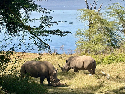 Kwanga Safaris-内罗毕必去景点