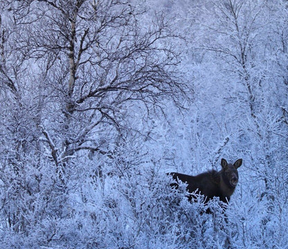 Abisko Adventure-阿比斯库必去景点