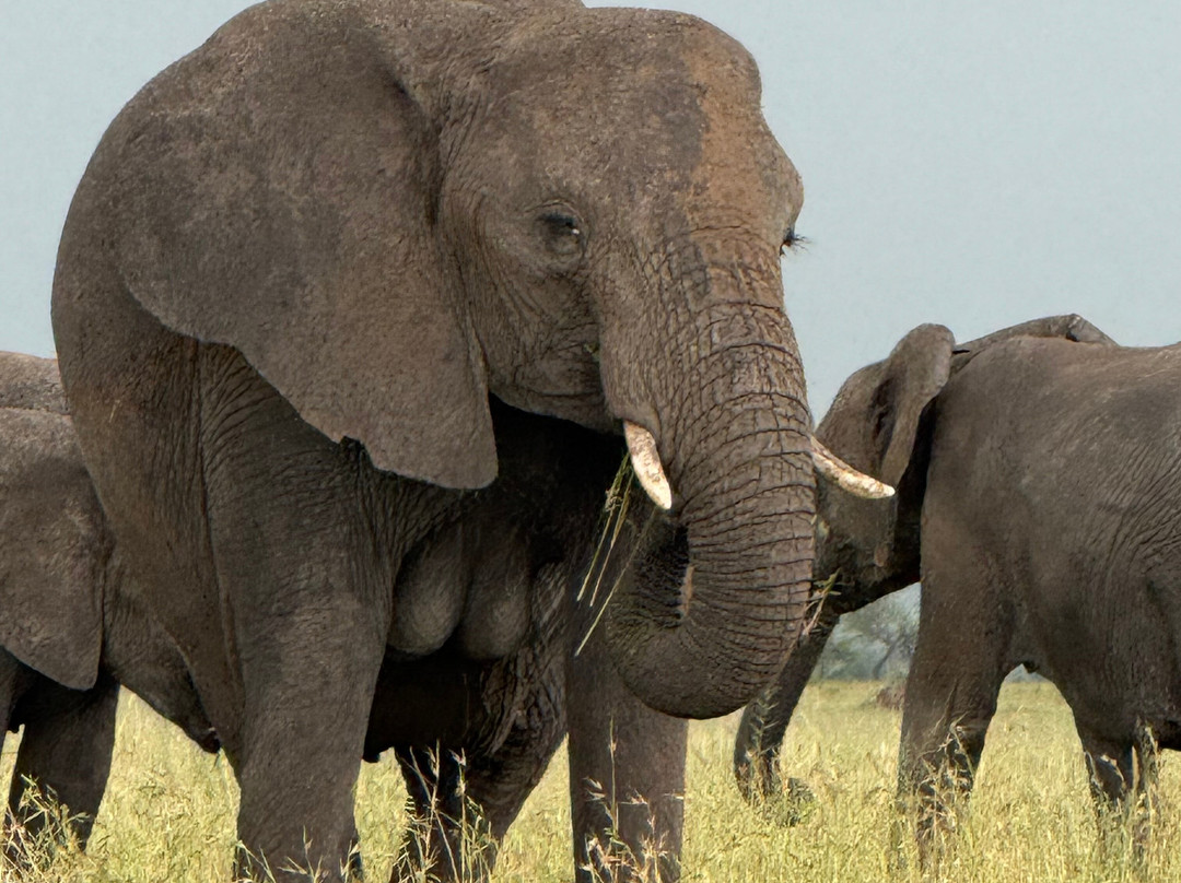 Africa Magic Holidays & Tours-阿鲁沙必去景点