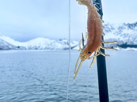 Go2Lofoten-斯沃尔韦尔必去景点
