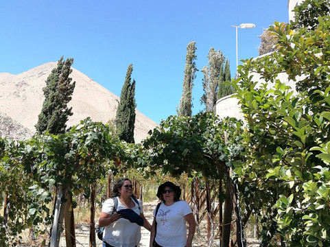 Destileria Pisco Mistral-Pisco Elqui必去景点