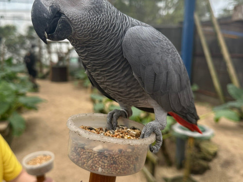 Parotte Ville Bird Sanctuary-圣马丁岛必去景点