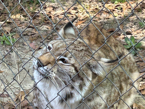 Bear Creek Feline Center-巴拿马城必去景点