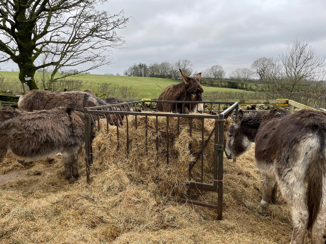 Barnhill Donkeys Retreat Sleagill