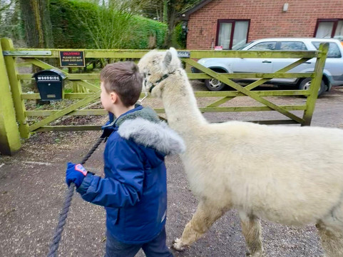 Hilly Ridge Alpacas-Wattisham必去景点