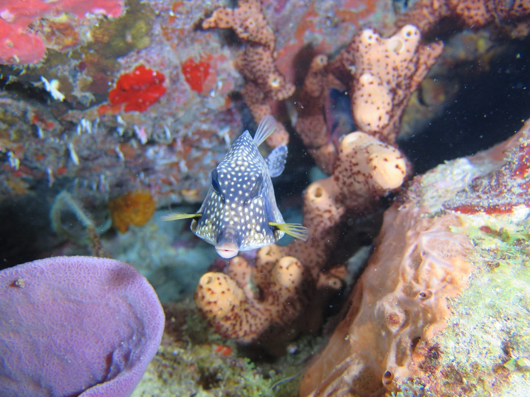 Alpha Plongée Martinique-Les Anses d'Arlet必去景点