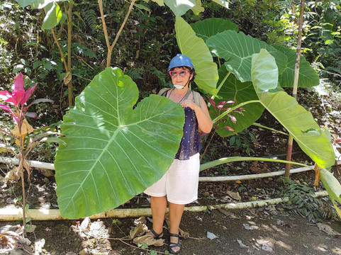 Madakaripura Waterfall-庞越必去景点