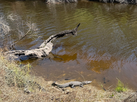 Sleeping Turtles Preserve North-威尼斯必去景点
