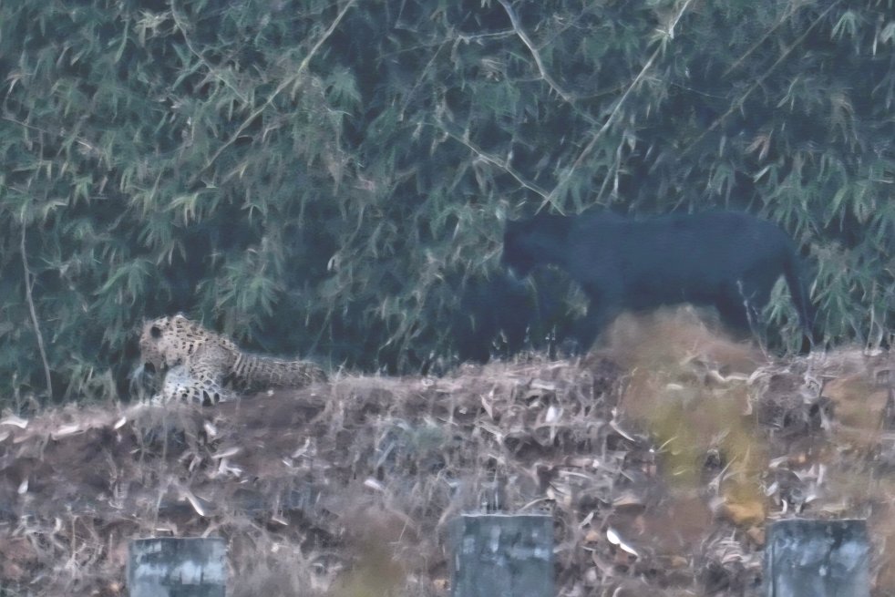 河燕鸥小屋-官方