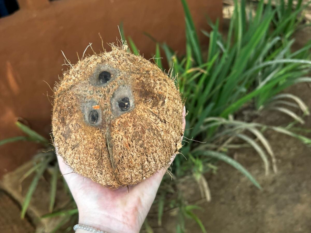 Royal Ceylon Voyage-Pelawatta必去景点