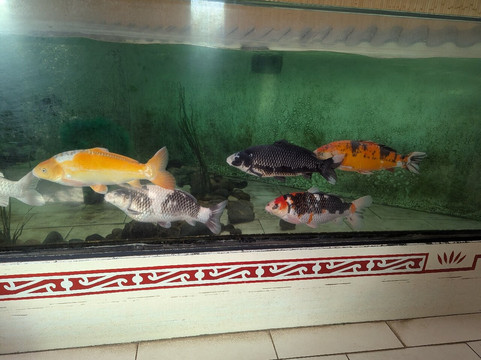 Colchester Zoo-科尔切斯特必去景点