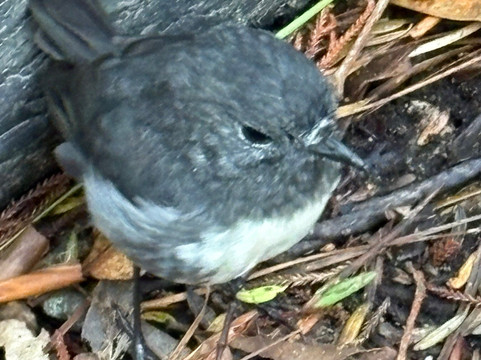Ruggedy Range Wilderness Experience-斯图尔特岛必去景点
