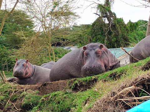 Wave remover Boat Tours Naivasha