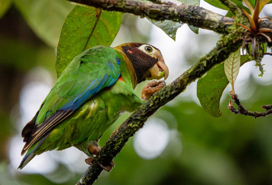 加勒比天堂生态旅馆主图