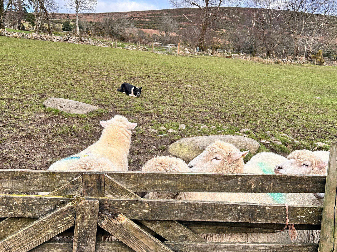 Cullen's Sheep Farm-拉腊必去景点