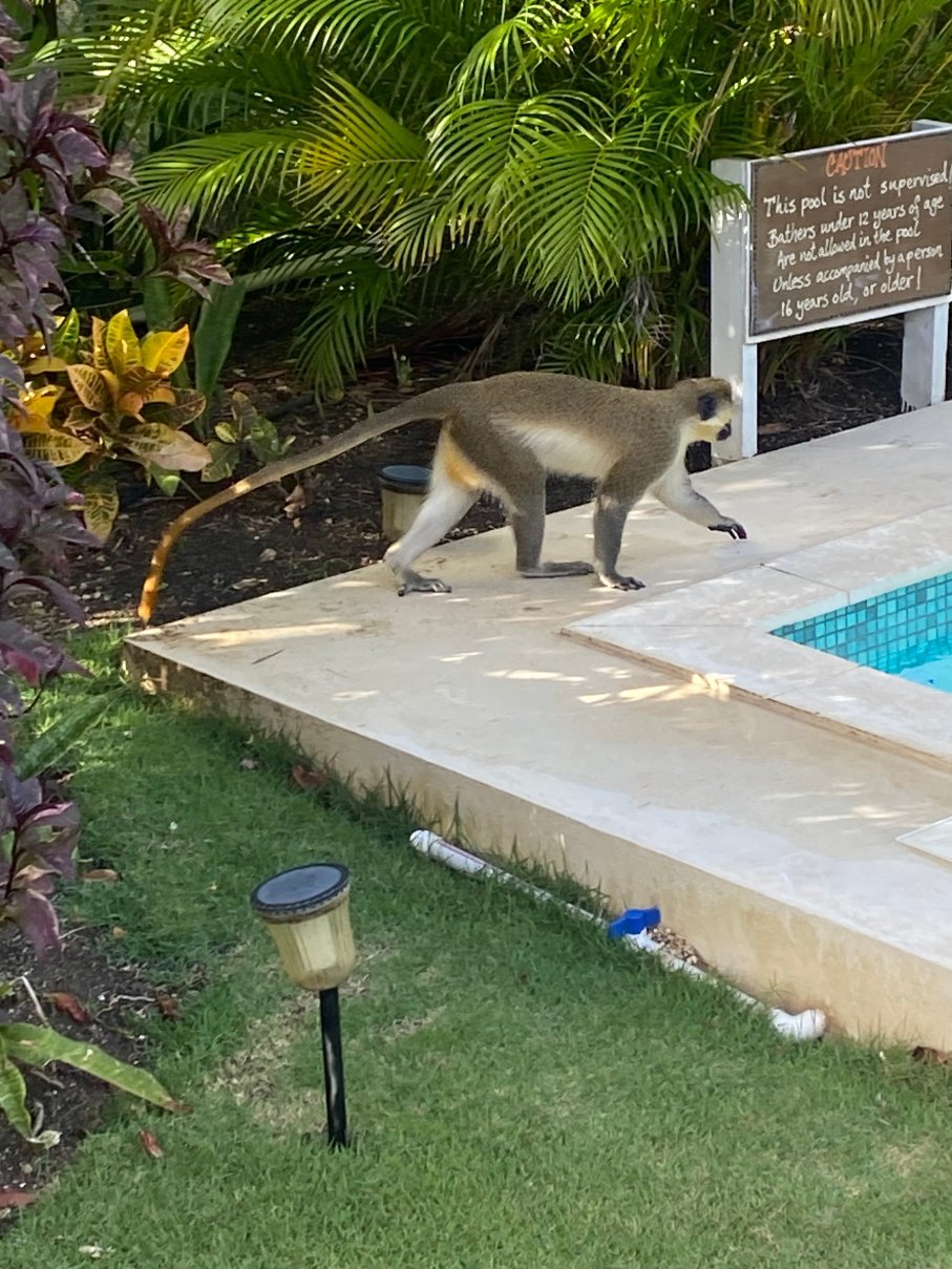 巴巴多斯小拱桥精品酒店 - 限成人入住-官方