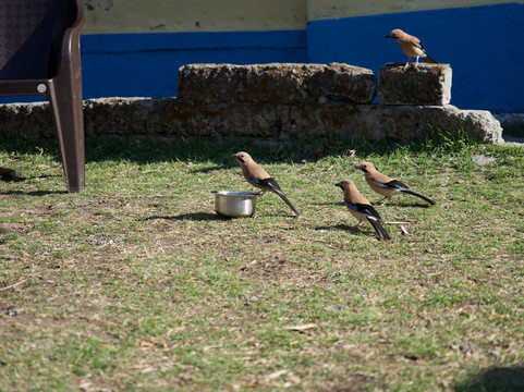 BizareXpedition-哈里瓦必去景点