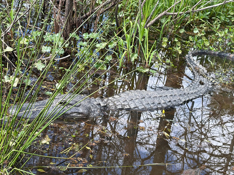 Borels swamp tours-布里奥克斯桥必去景点