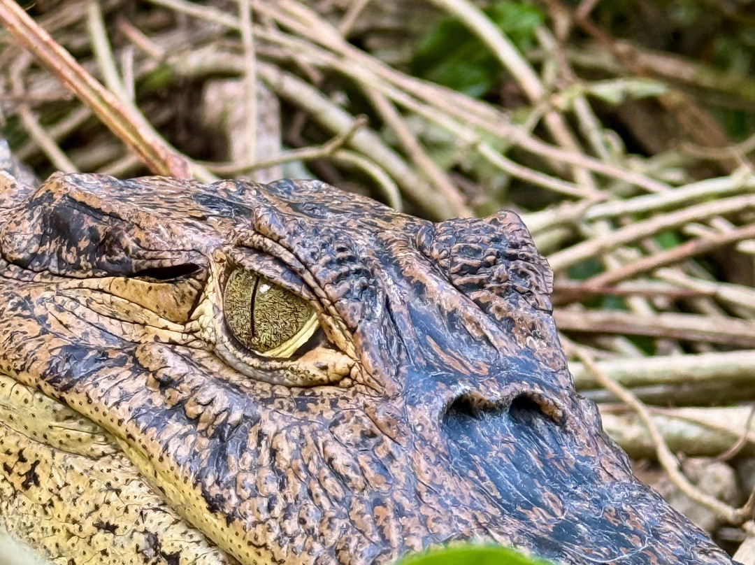 Harpy Eagle Tortuguero-托图杰多必去景点