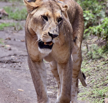 Malnodez Safaris-纳库鲁必去景点