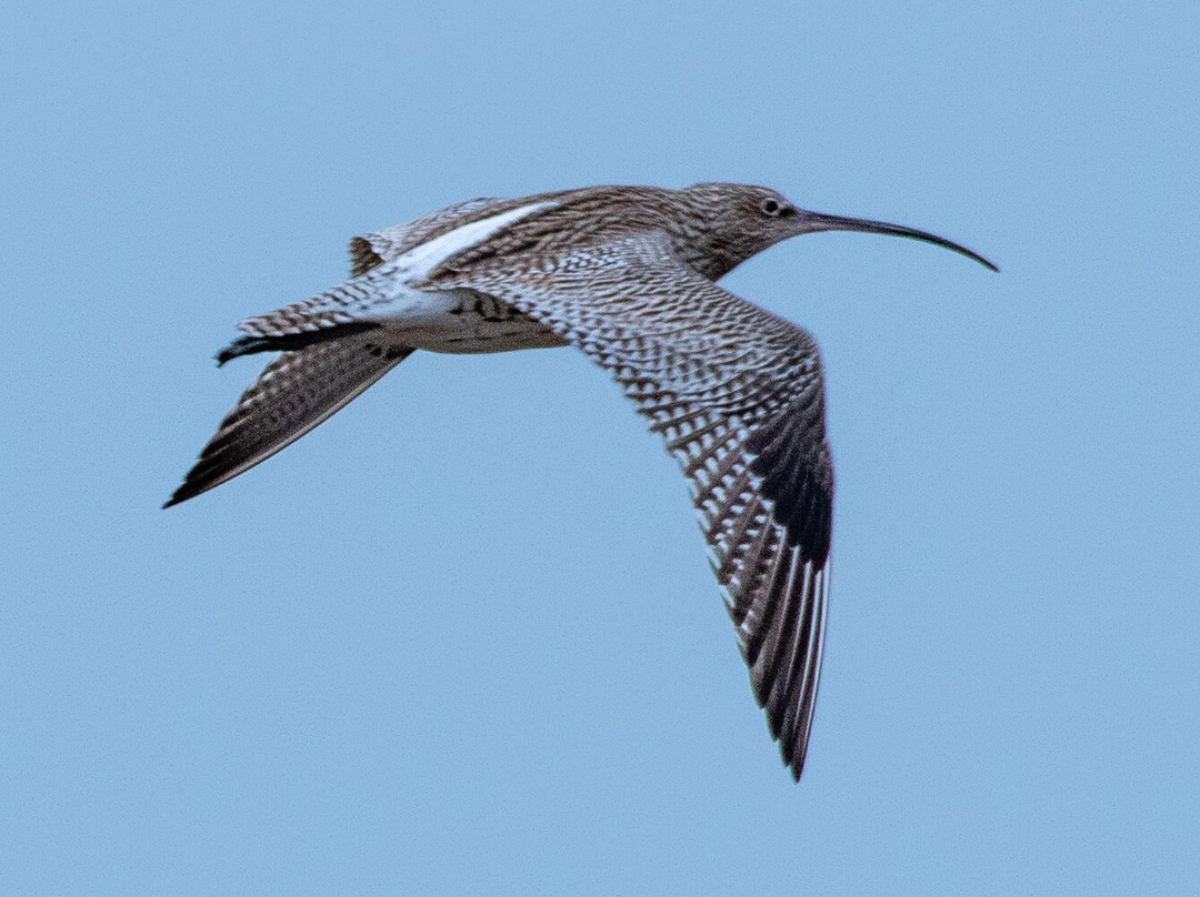 Birds Of Poole Harbour Events-普尔必去景点