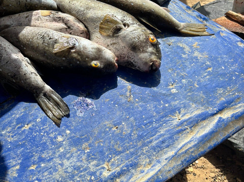 Yerim Tours Senegal-莫布瓦必去景点