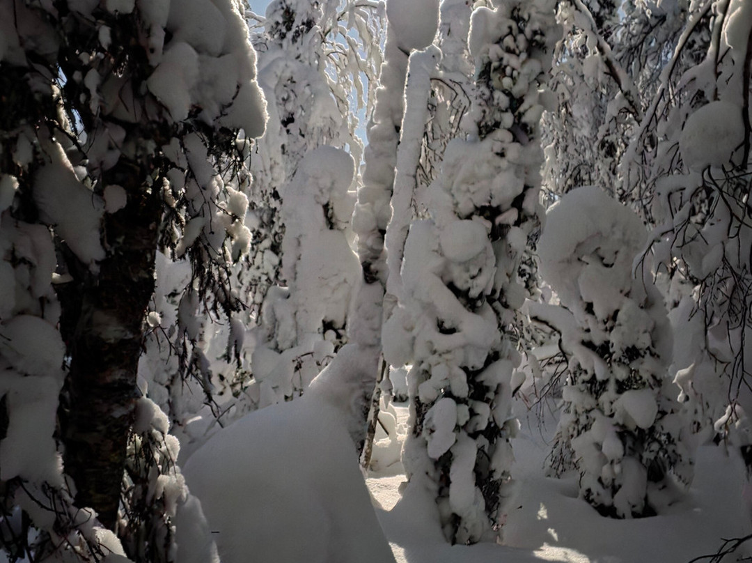 Lapland Safaris Yllas-Akaslompolo必去景点