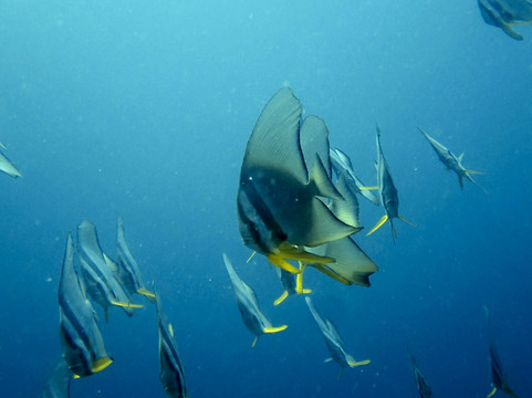 Dive & Sail Ellaidhoo-埃拉胡岛必去景点