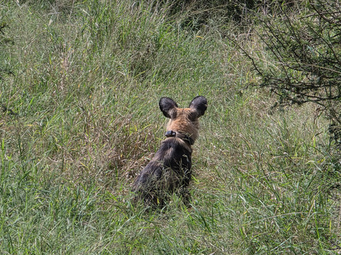 Southern Kruger Safaris-玛洛斯帕克必去景点