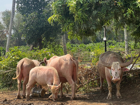 Battambang Amazing Tour By Huot-马德望必去景点
