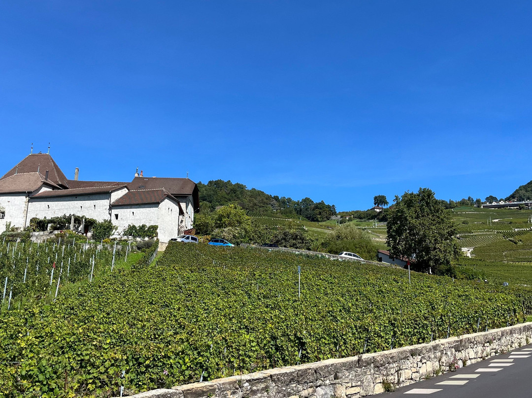 拉沃葡萄园梯田-蒙特勒必去景点