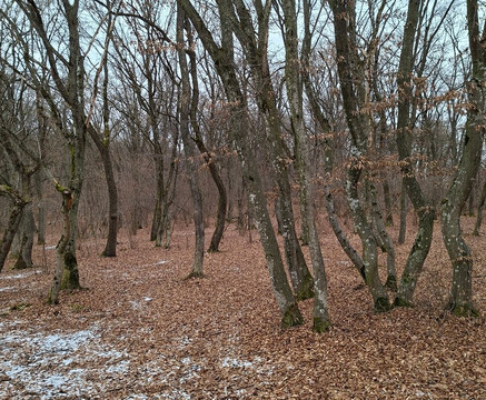 Hoia Baciu Forest-克卢日-纳波卡必去景点