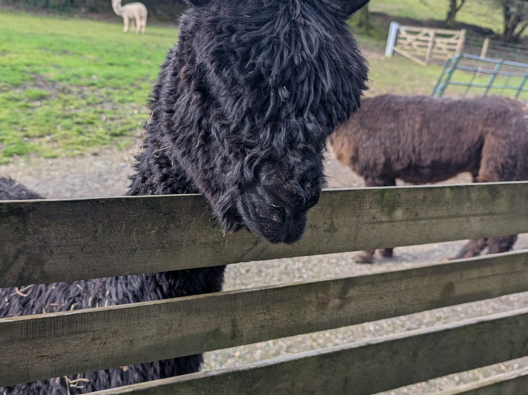 Lydford Gorge Alpacas-Lydford必去景点
