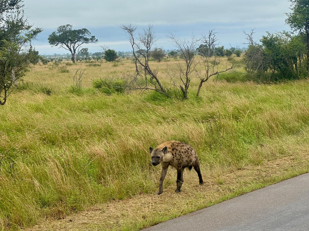 Kurt Safari-克鲁格国家公园必去景点