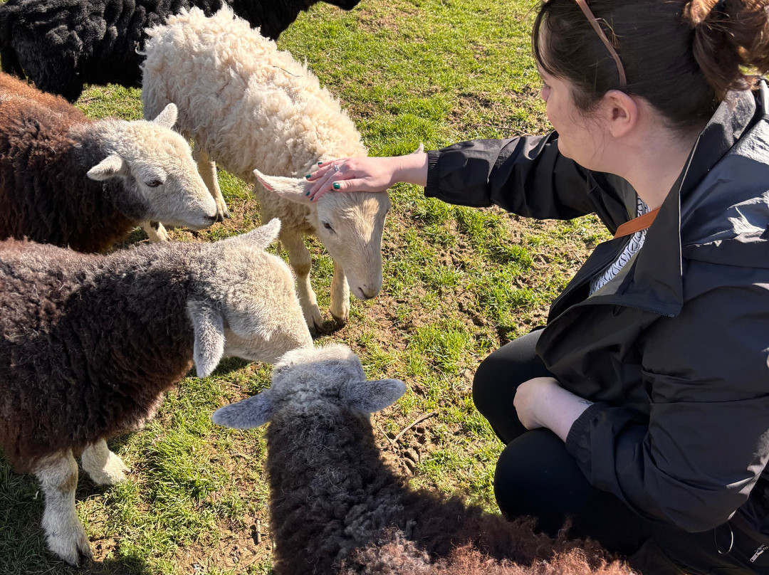 Sheep Smarts-Rathdrum必去景点