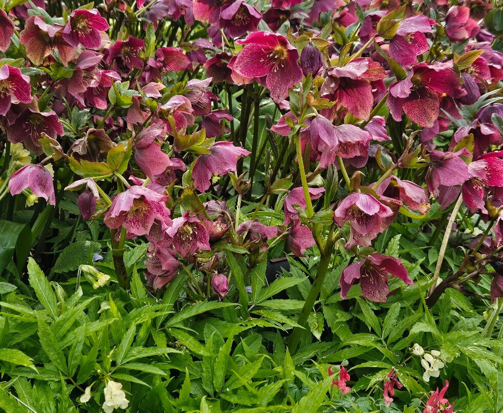 Branklyn Garden-珀斯必去景点