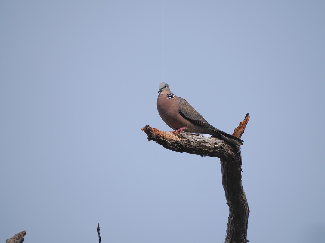 Kona Cloud Forest Sanctuary-凯鲁瓦-柯纳必去景点