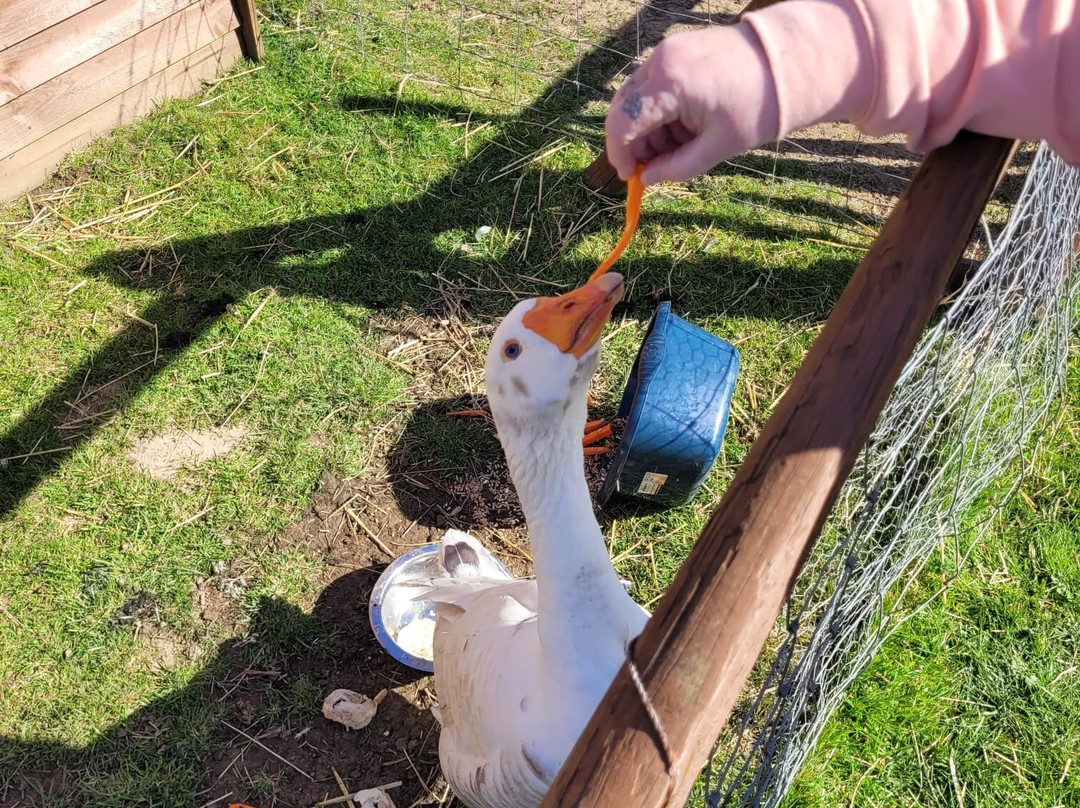 Tiny Steps Petting Farm-Bourne必去景点