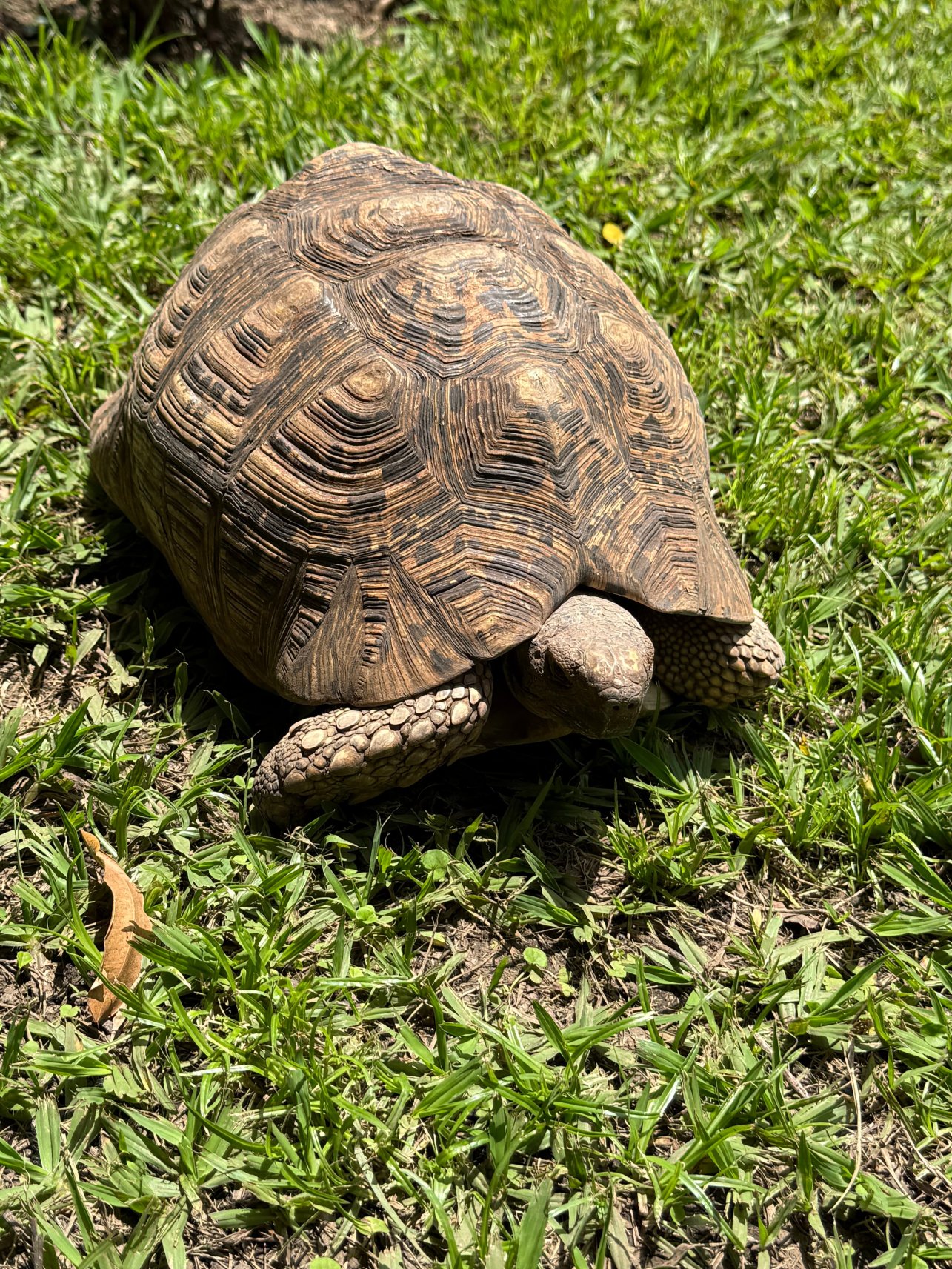 非洲萨法里阿鲁沙-官方