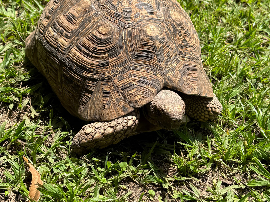 非洲萨法里阿鲁沙主图